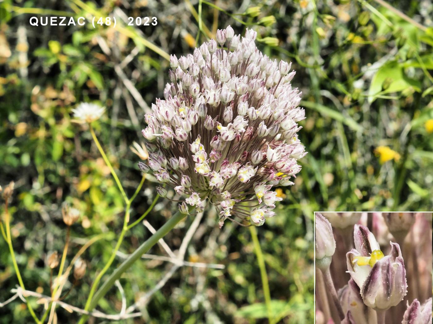 Leek, Wild flower